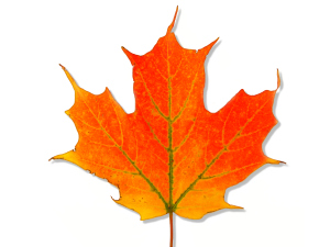 Acer saccharum - Sugar Maple fall leaves