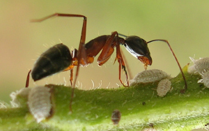 Ant_tending_scales3