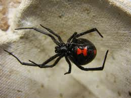 black widow