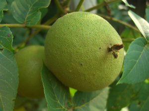 Black_Walnut_fruit,_Omaha,_Nebraska