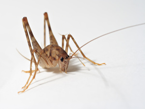Ceuthophiluscricket-1