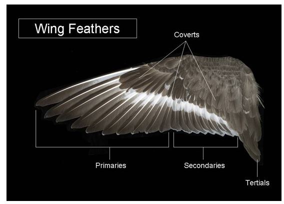 feathers