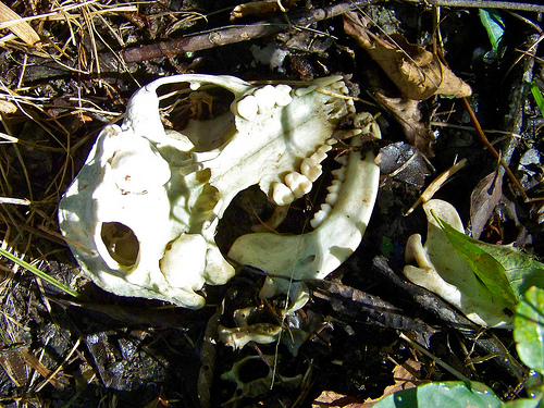 Mike Fitzpatrick Flicker skull 2