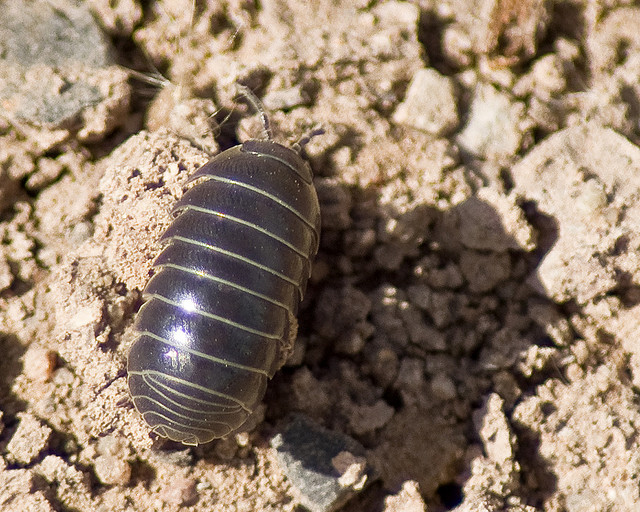 pill bug