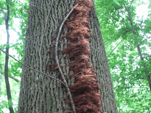 poiso ivy vine