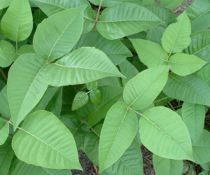 Poison ivy 2