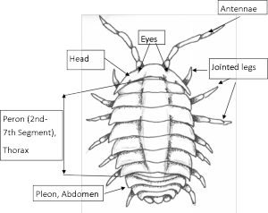 Roly poly