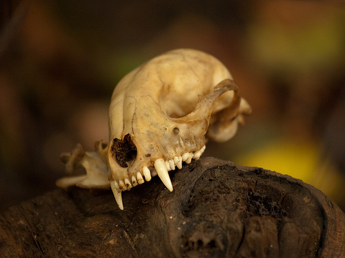 Raccoon Skull: Photo Scott Flemming Flicker Common Use.