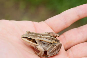 Wood frog wiki commons