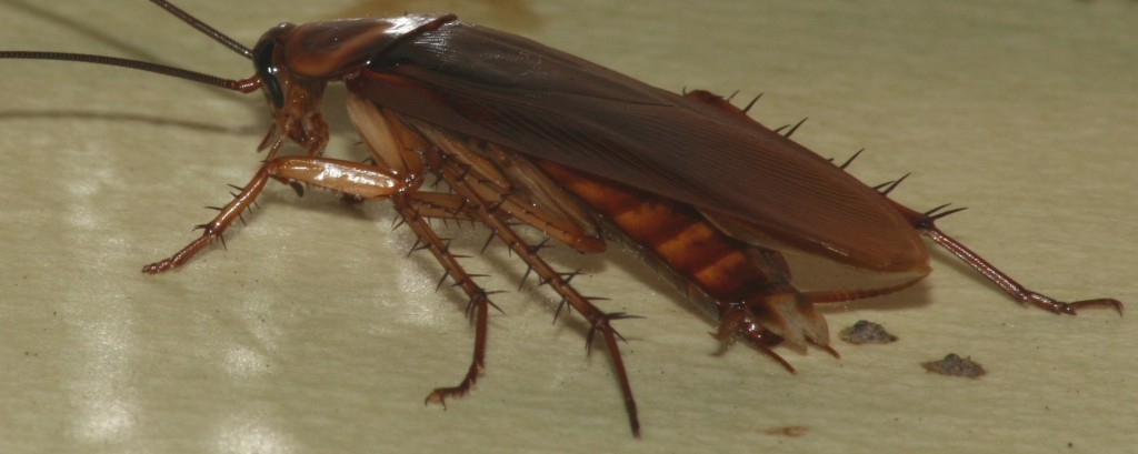 AmericanCockroachwiki
