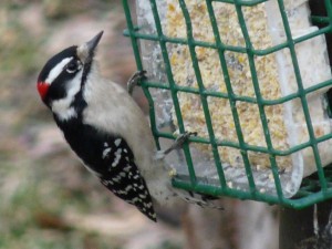 Backyardbirds flicker