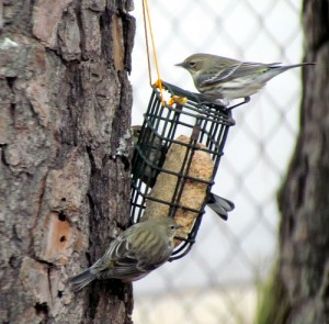 Bobistraveling flicker suet feeder