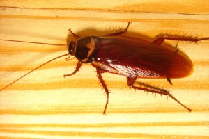 Cockroachcloseupwiki