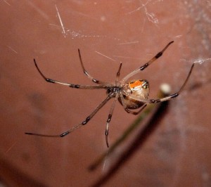L. geometricus brown widow flkr. M. Dolly