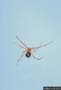 Latrodectus_bishopi wiki