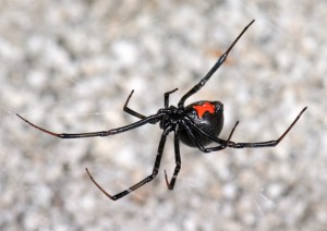 Latrodectus_hesperus_(F_Theridiidae)