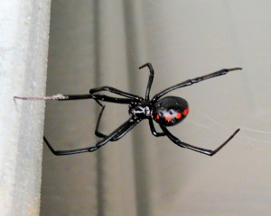 Southern_Black_Widow_08-08-22 L. variolus wiki