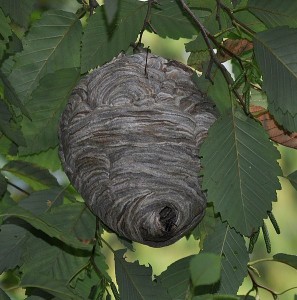 594px-Bald-faced_hornet_(Dolichovespula_maculata)_nest
