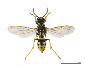 760px-Polistes_dominula_MHNT wiki paper wasp