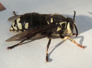 Bald faced hornet Anita363 Flicker commons