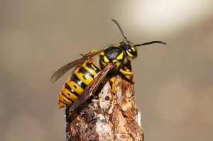 Eastern yellow jacket flicker sankax