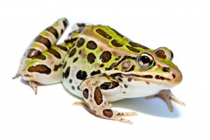 Lithobates_pipiens N. leopard wiki