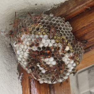 Paper wasp Duncan_Drennan Wiki