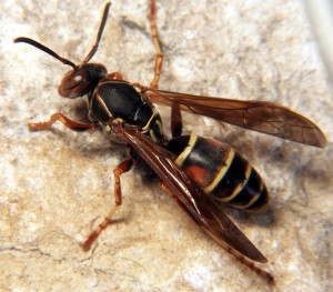 Paper wasp - Poliste fuscatus