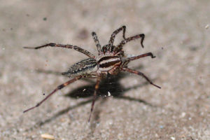 1280px-Grass_spider_(Agelenopsis_naevia)