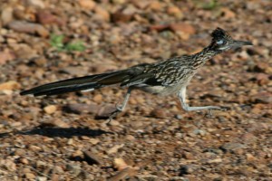 1280px-Roadrunner_running