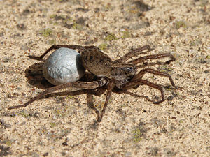 300px-20071030_Wolf_Spider_Carrying_Egg_Sac_(Cropped)