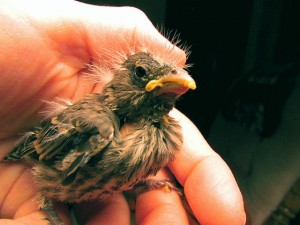 640px-1st_Baby_Bird_(Finch)_Rehabber_Of_The_Season