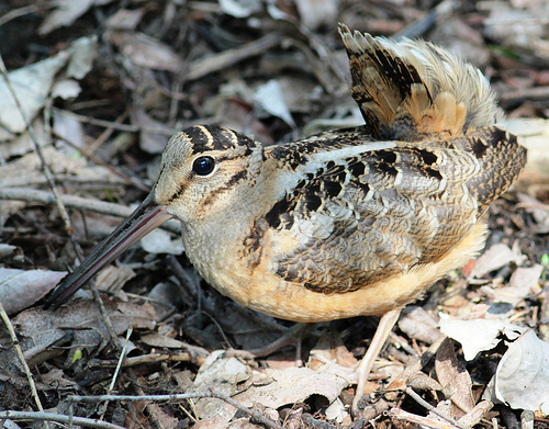 American woodcock flicker tombenson76