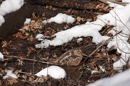 American woodcock kanders flicker