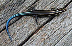 Fivelined_skink