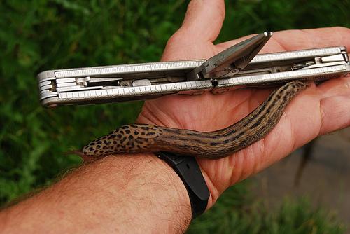 Flicker northdevonfarmer leopard slug