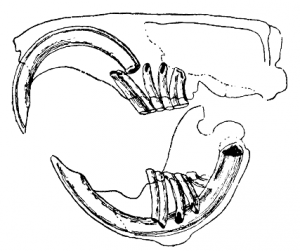 Gnagarnas_tandsystem,_Nordisk_familjebok