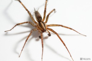Grass spider JeremyHall Flicker
