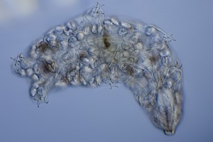 Mikrofoto.de-baertierchen2
