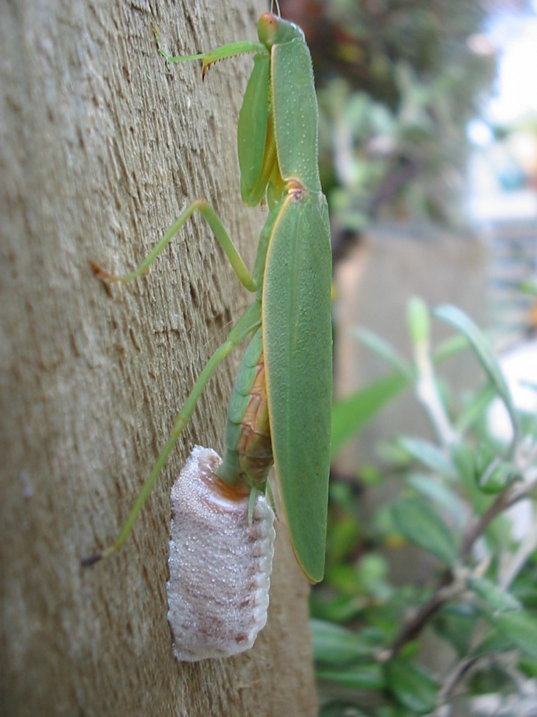 New_Zealand_Mantis_(Orthodera_novaezealandiae)_laying_eggs