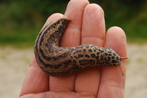 Northdevonfarmer flicker