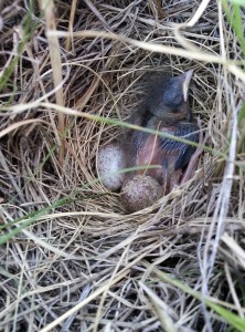 Savannah_Sparrow,_Passerculus_sandwichensis,_nestling_baby_bird_in_nest_with_2_eggs_AB_Canada