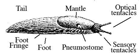 Slug_parts