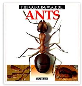 ant 2