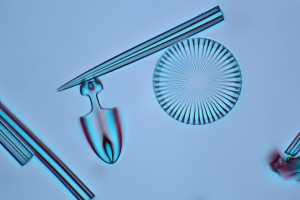 diatom wiki