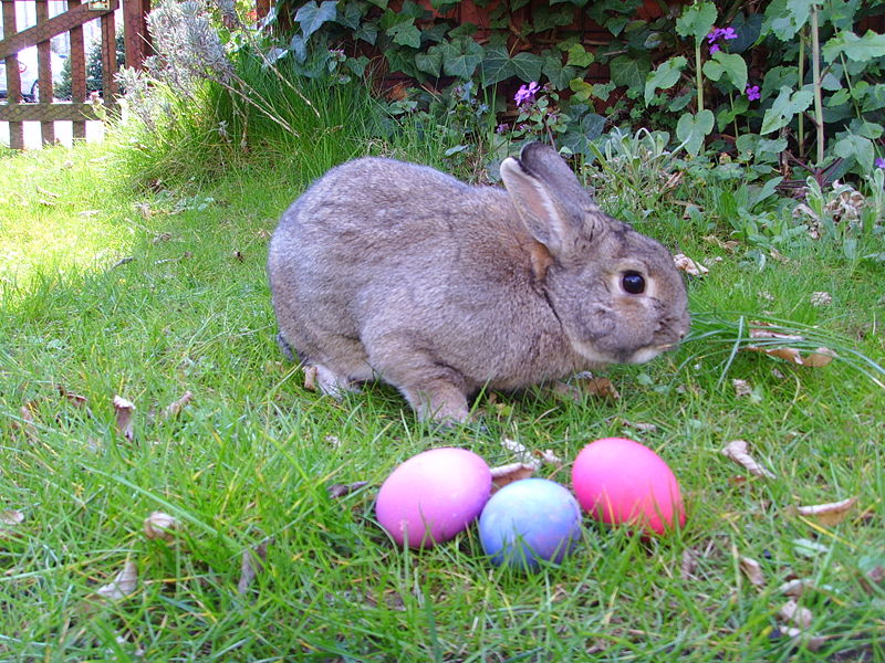 easter rabbit wiki