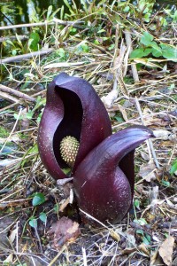 Colony_of_Eastern_Skunk_Cabbage_in_Imazu_Takashima_Shiga_pref07bs1800