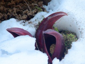 Eastern_Skunk_Cabbage_Takemori_Koshu-City_D