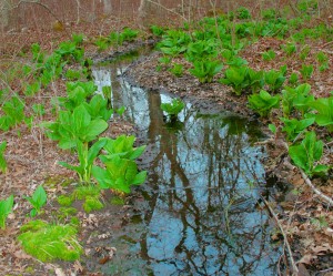 Eastern_Skunk_Cabbage_along_brook_in_sprintime