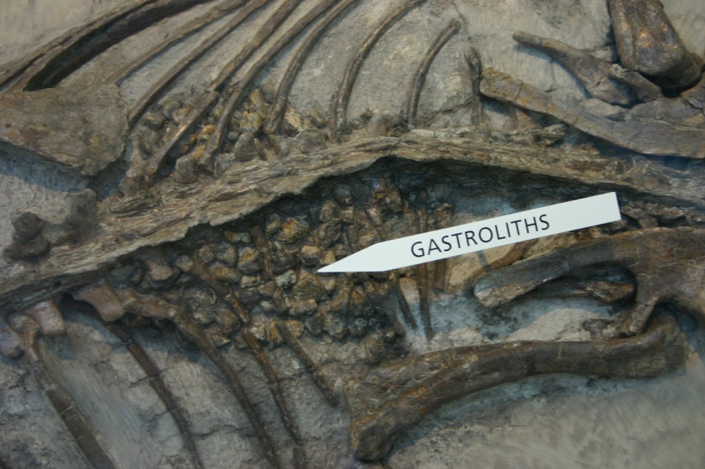 Psittacosaurus_stomach_stones